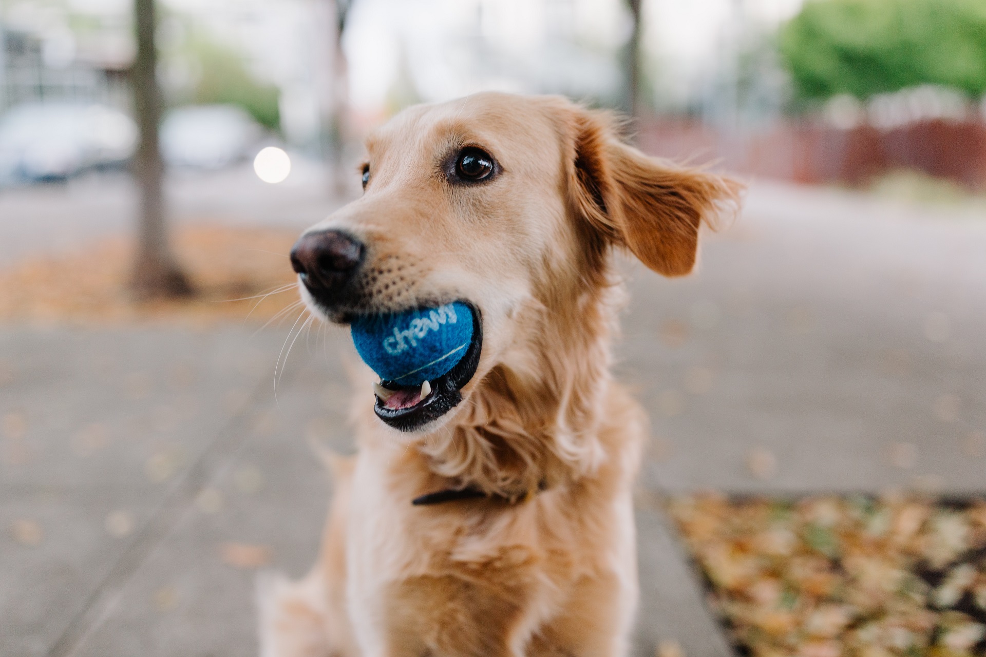 Golden retriever biting blue ball